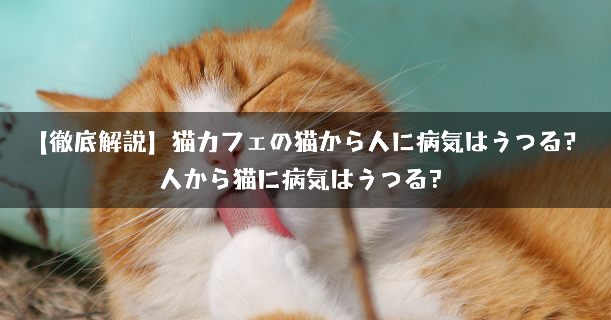 猫から病気はうつる？人の病気は猫にうつる？